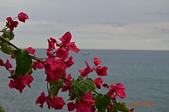 Mange flotte blomster og fine farger.